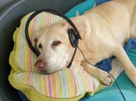 Labrador liegt im Körbchen und hat ein Headset auf