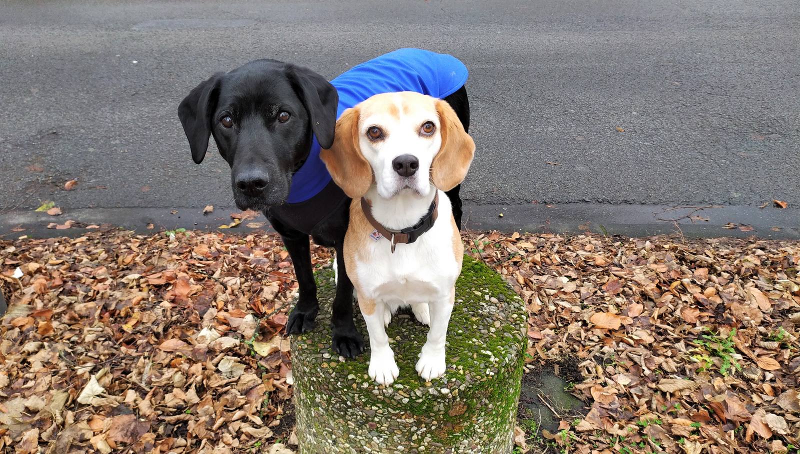 Besuchshunde Leon und Lotte